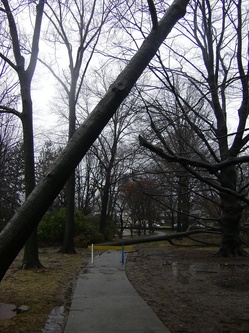 tree damage2 SJS Mar 14 2010.jpg